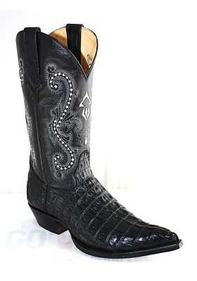 CHIHUAHUA COCODRILO COLA NEGRA HOMBRE GOWEST SANTIAG